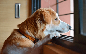 Depressão em pets: Como identificar.