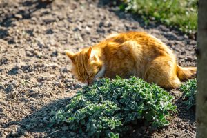 GATOS X PLANTAS: SEU GATINHO GOSTA DE PLANTINHAS?